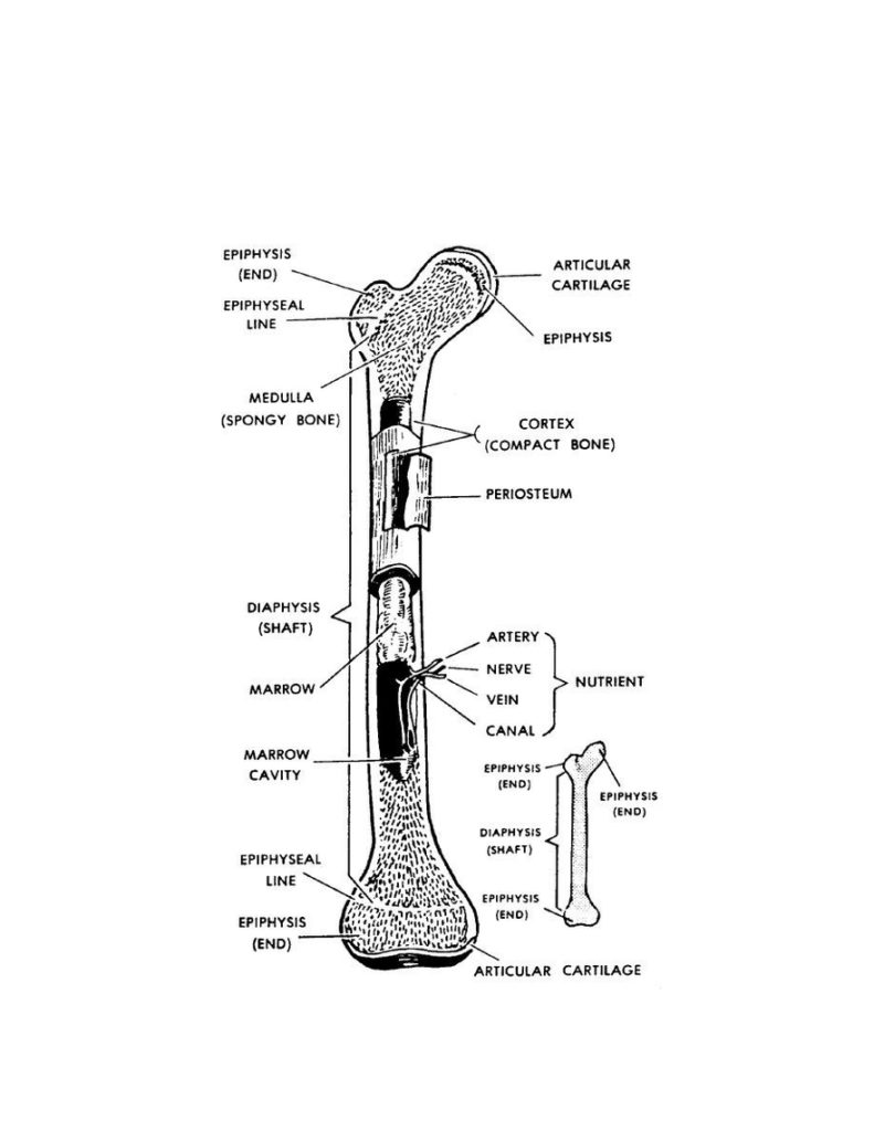 Individual Bones Of The Human Body