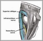 Infratrochlear Nerve Course Supply Diagram