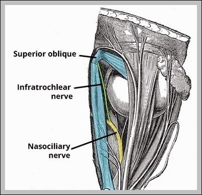 Infratrochlear Nerve Course Supply Diagram