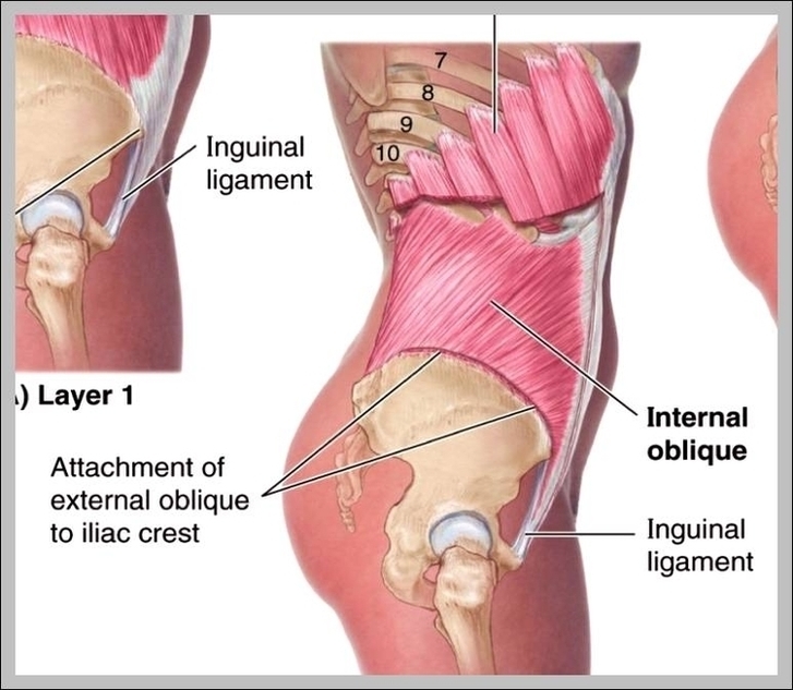 Inguinal Ligament Exercises Image