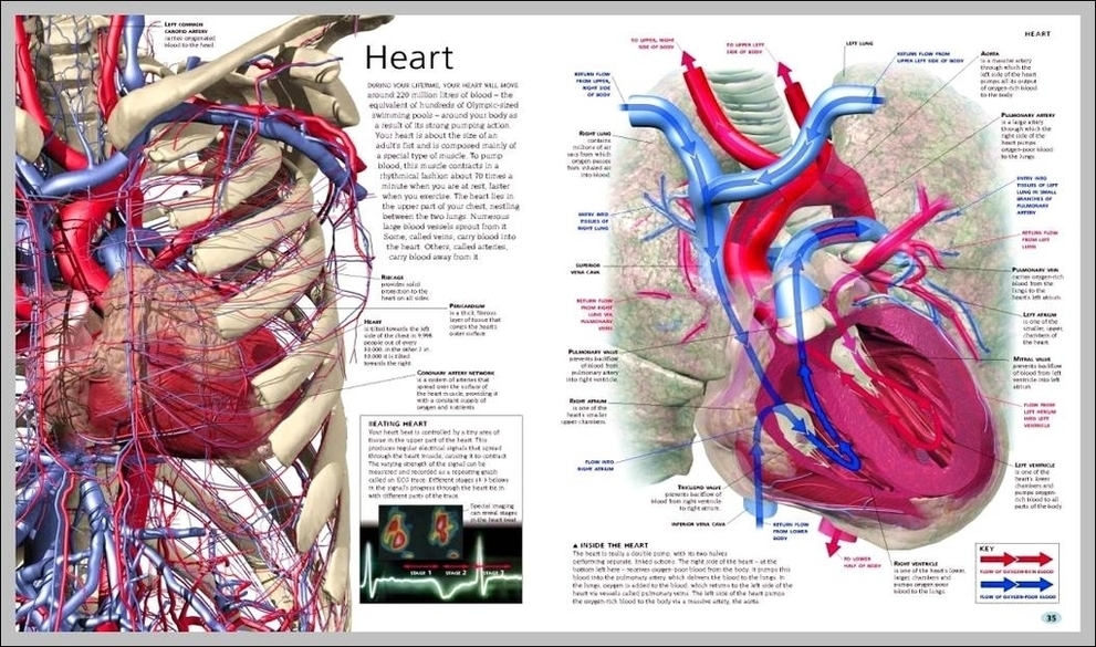 Inner Body Anatomy Image