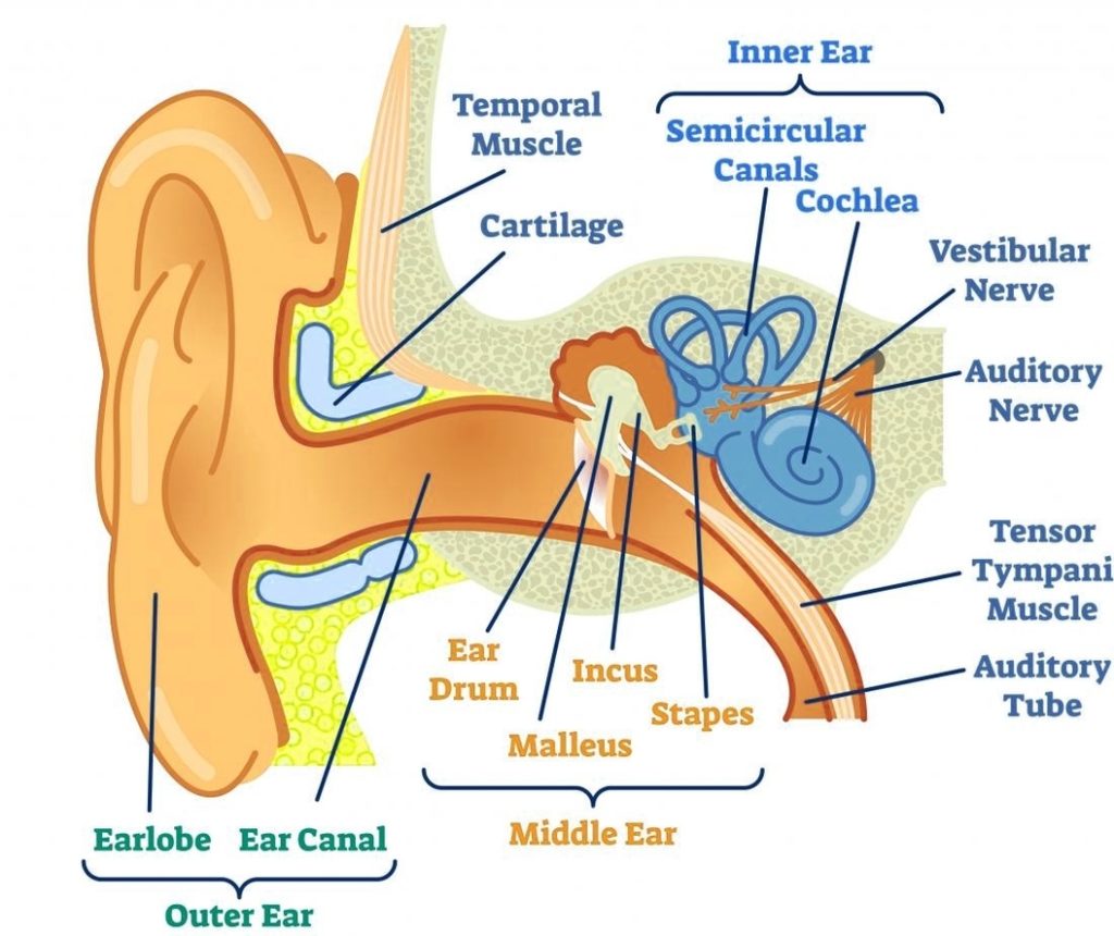 Inner Ear Anatomy