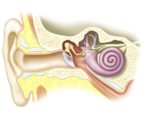 Inner Ear Anatomy Examined