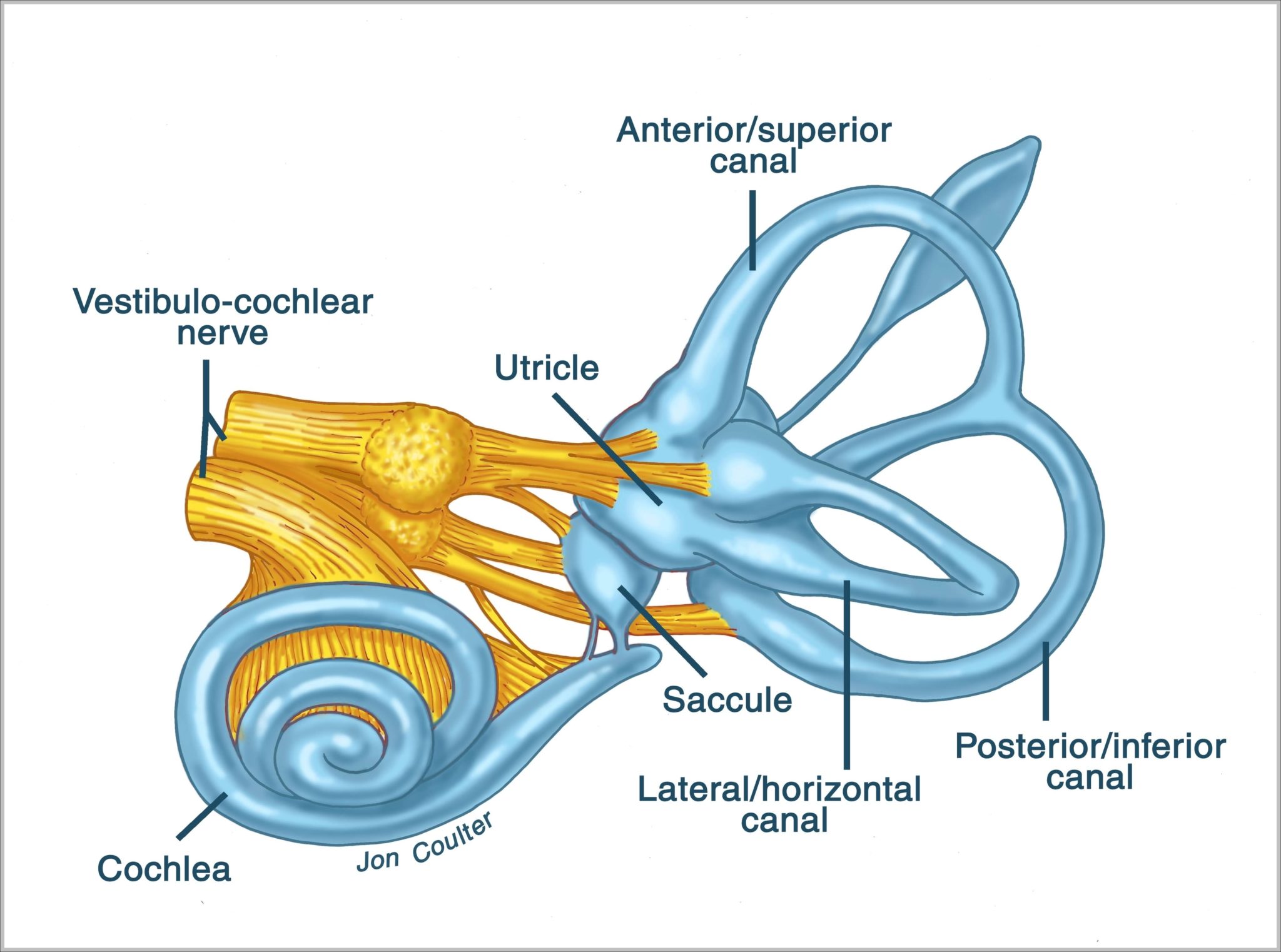 Inner Ear Anatomy Image | Anatomy System - Human Body Anatomy diagram