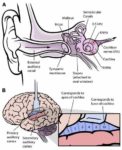 Inner Ear And Brain