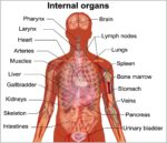 Inner Organs Diagram Image scaled