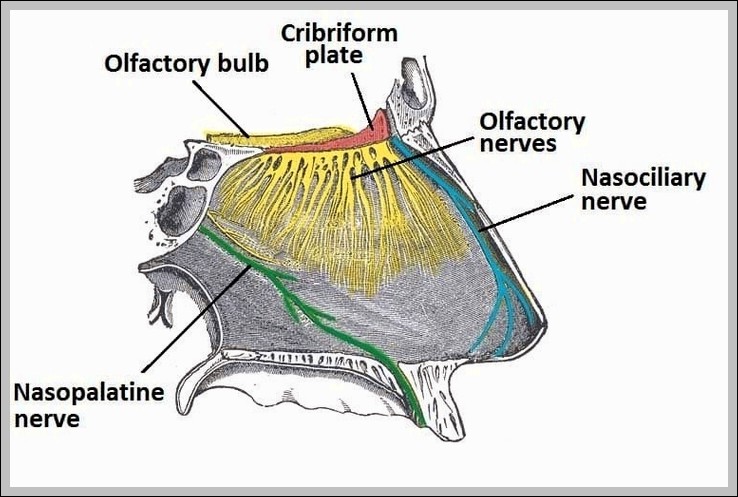 Innervation of the Nasal Septum Olfactory Nasopalatine and Nasociliary Nerves Diagram