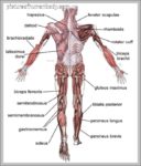 Inside The Human Body Pictures Image