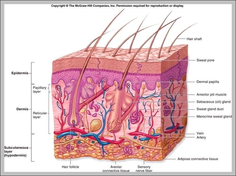 Integumentary Organ System Image