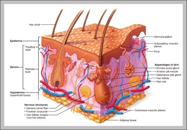 Integumentary System Layers Image