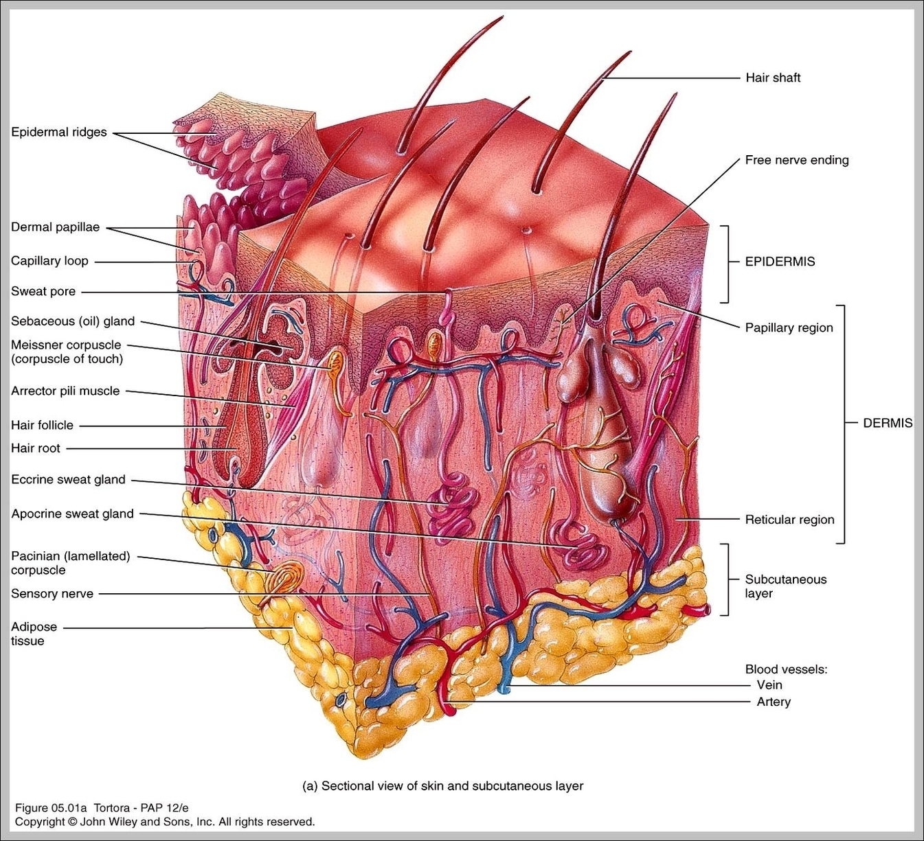 Integumentary System Major Organs Image