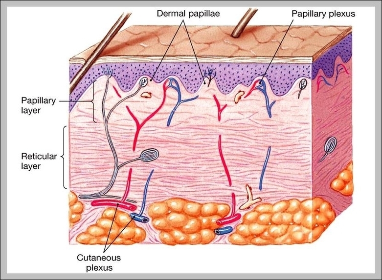 Integumentary System Organs And Functions Image