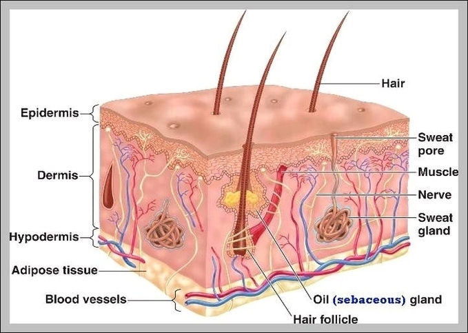 Integumentary System Skin Image