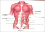 Internal Abdominal Oblique Image