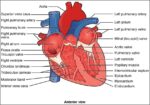 Internal Anatomy of the HeartN