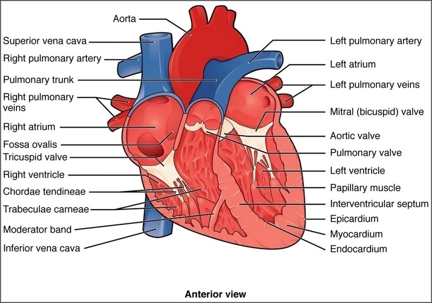 Internal Anatomy of the HeartN