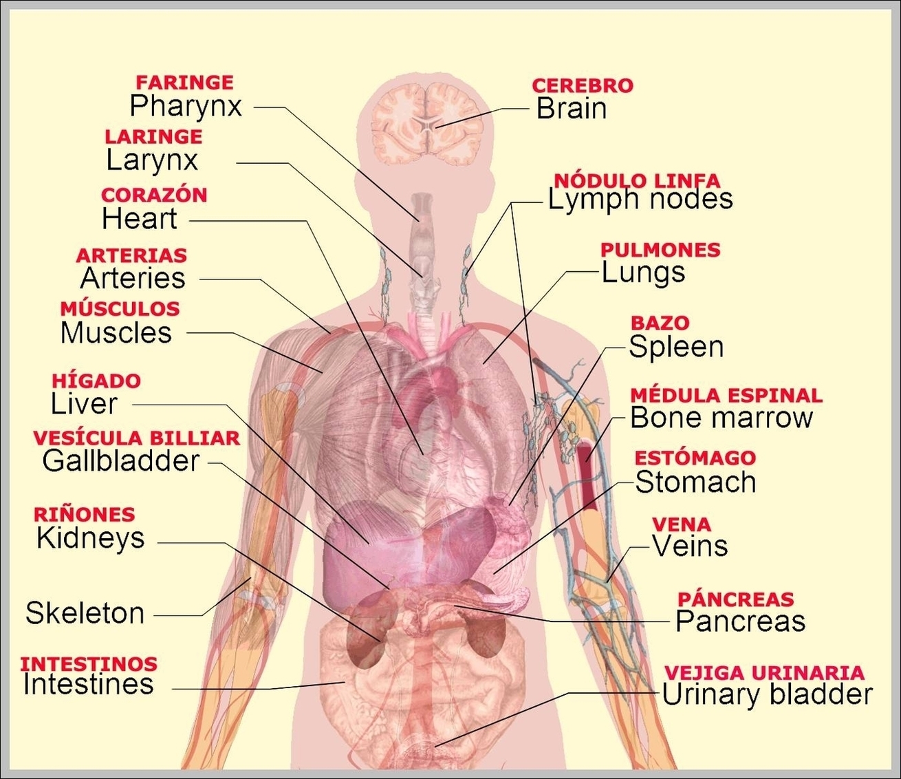 Internal Body Anatomy Image