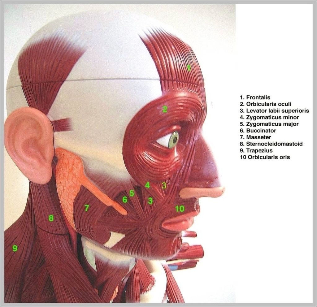 Internal Body Diagram Image