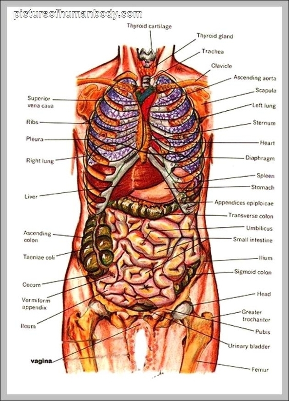 Internal Organs Anatomy Image