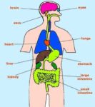 Internal Organs Of Human Body