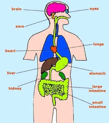 Internal Organs Of Human Body