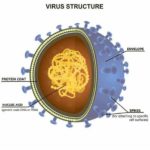 Internal Structure Of A Virus