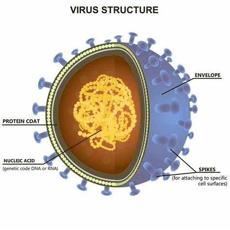 Internal Structure Of A Virus