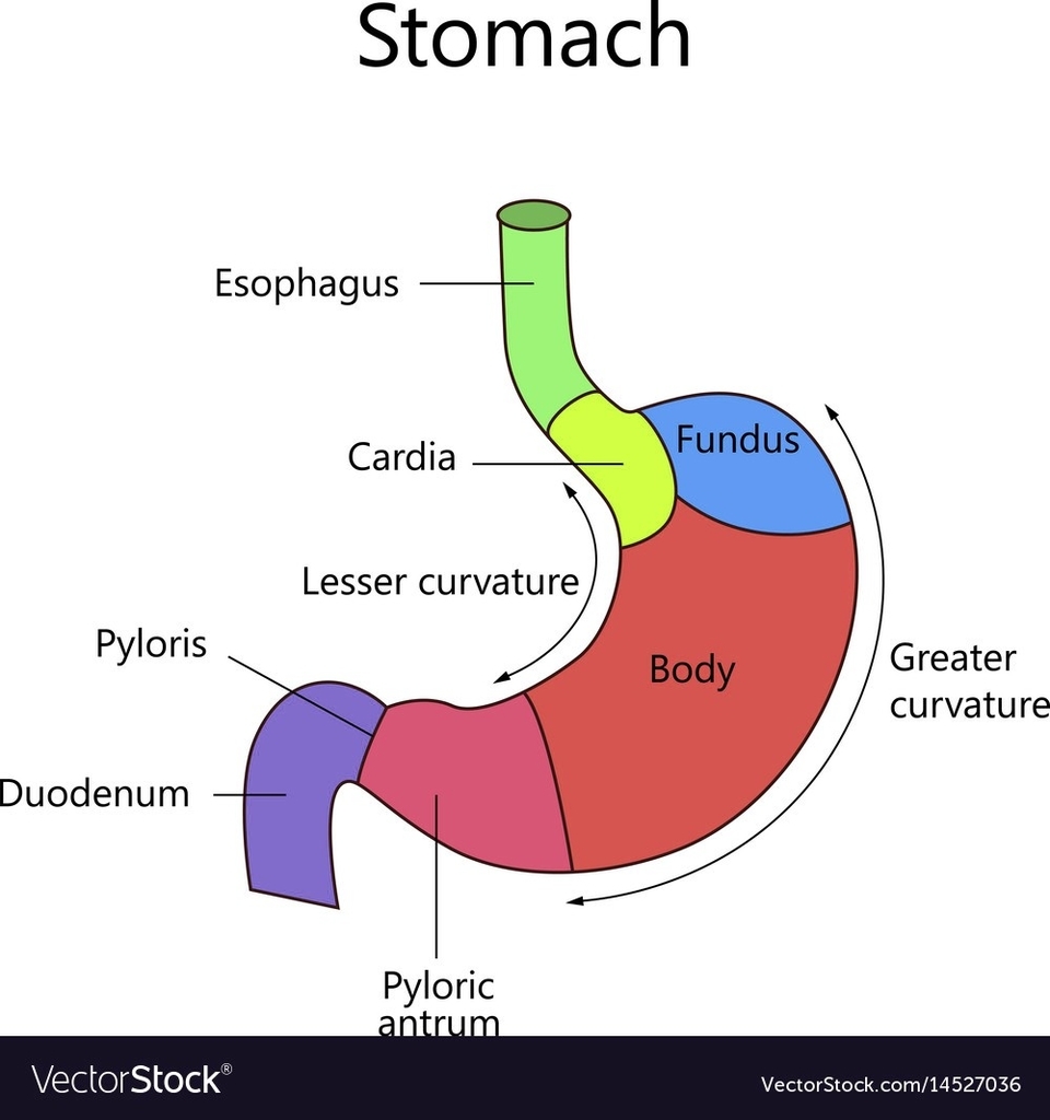 Internal Structure Of Human Stomach Visual
