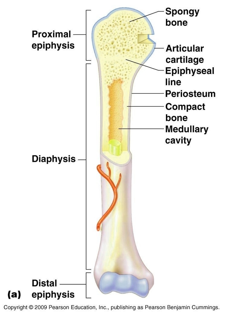 Internal Structure Of Long Bone