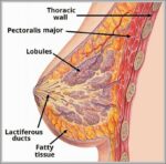 Internal Structure of the Breast Diagram