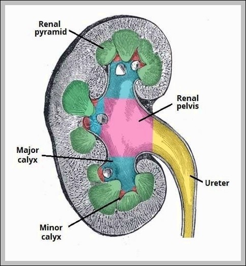 Internal Structure of the Kidney Diagram
