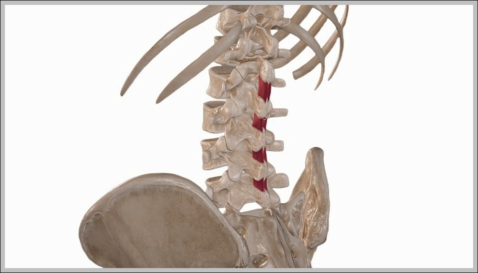 Interspinales Muscle of the Back Diagram
