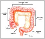 Intestine Length Image