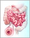 Intestines Image Image