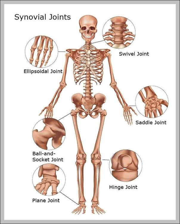 Joints In The Skeletal System Image