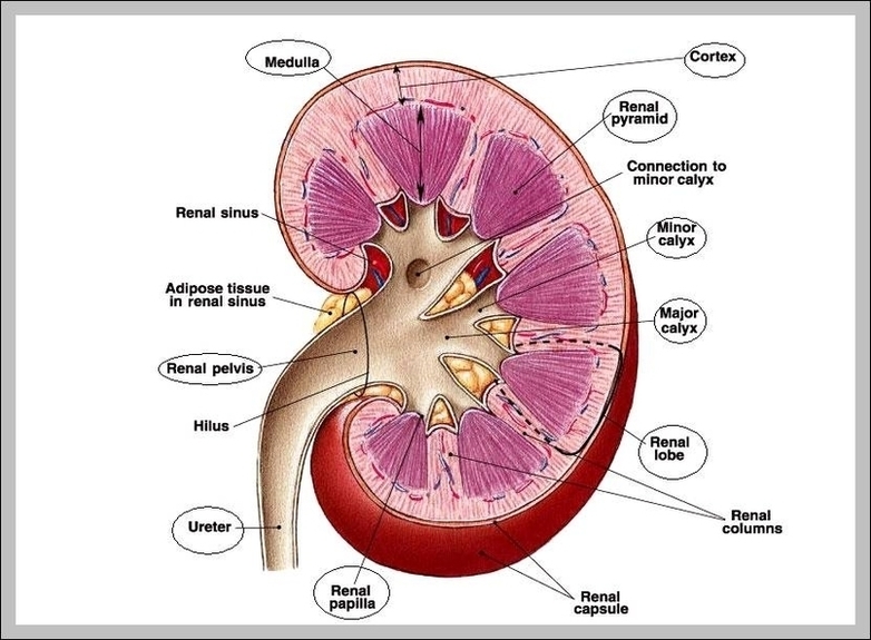 Kidney Image Image