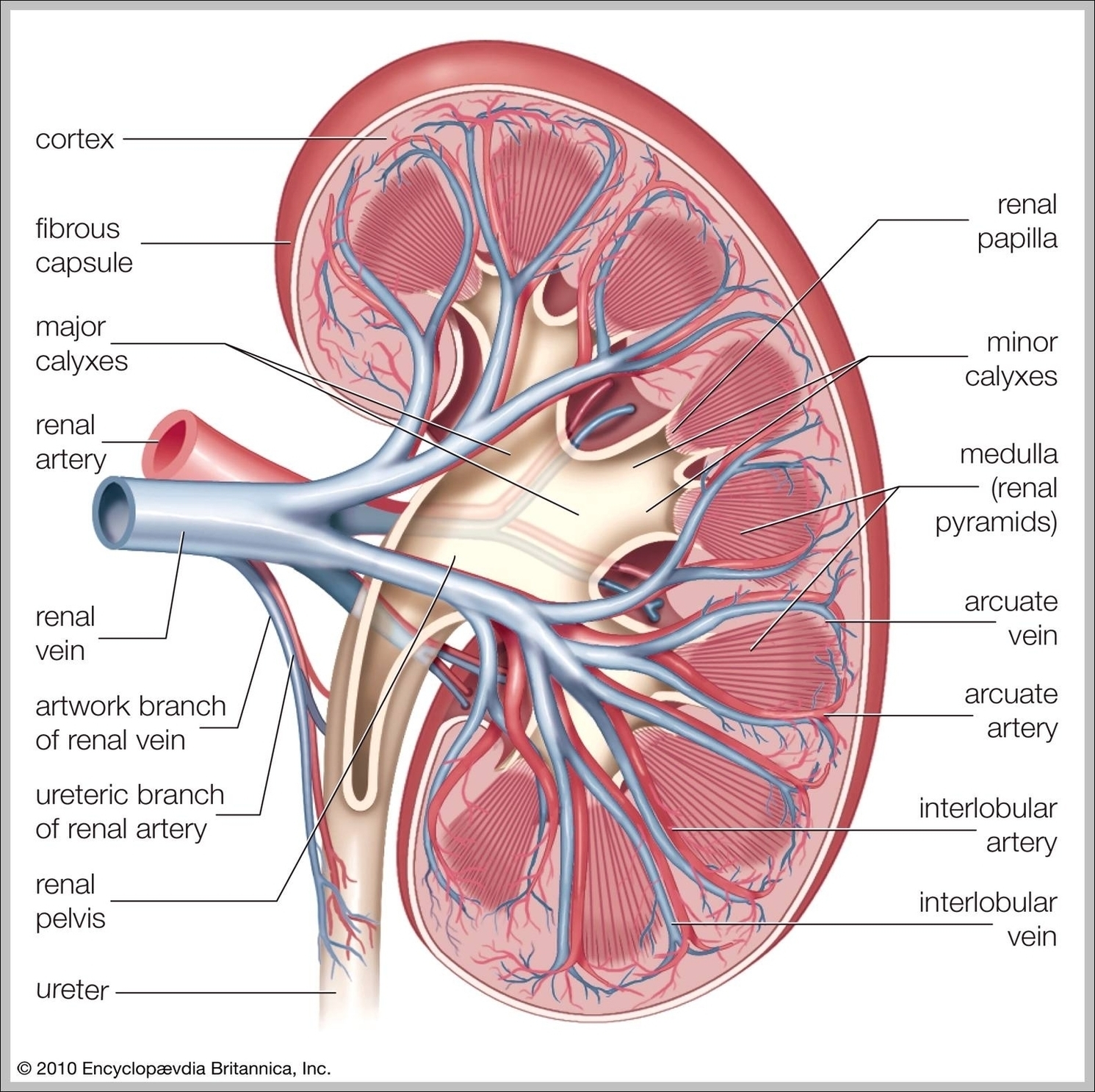 Kidney In Body Anatomy Image