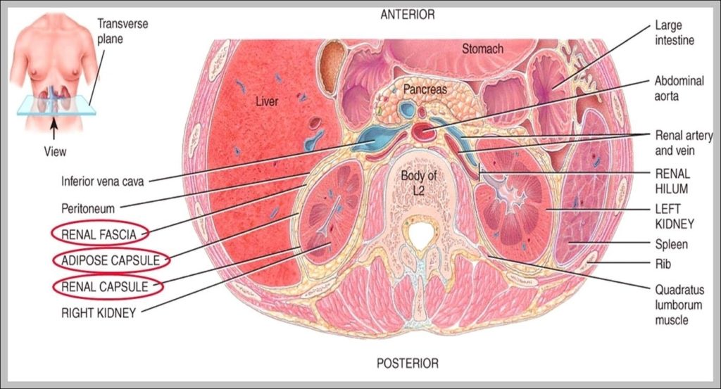 Kidney Tissue Image