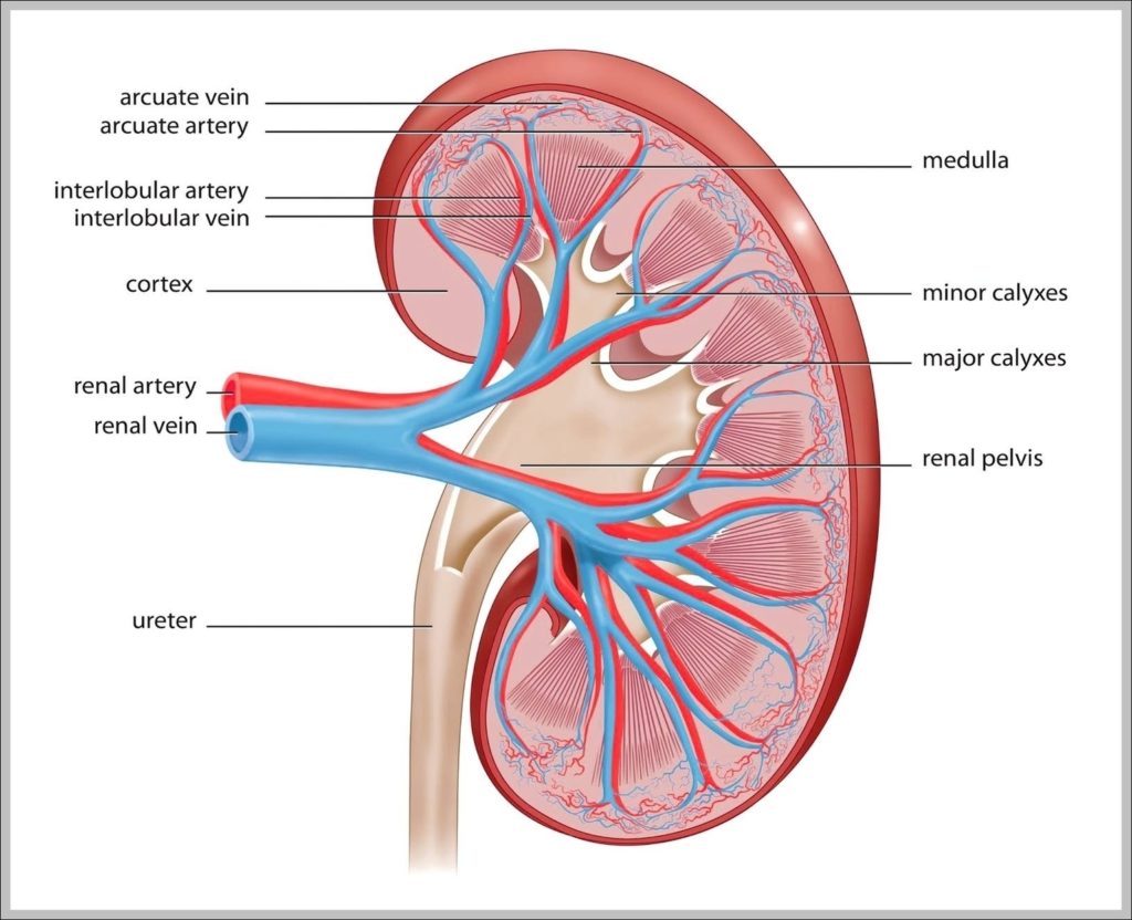 Kidneys Function Image