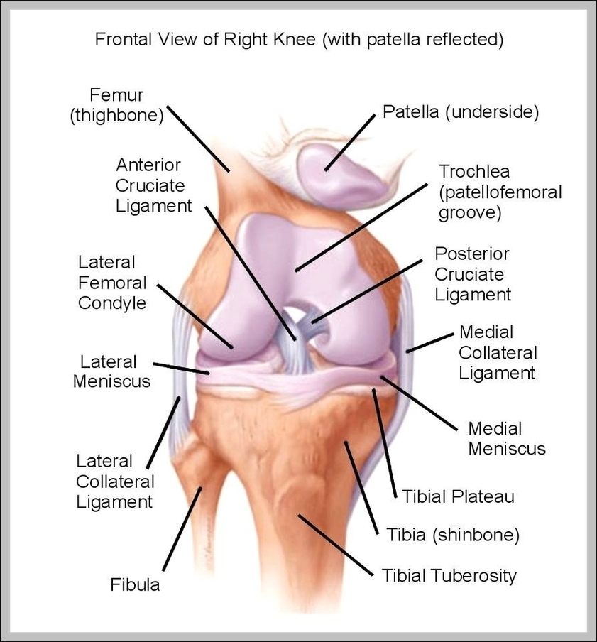 Knee Anatomy Diagram Image