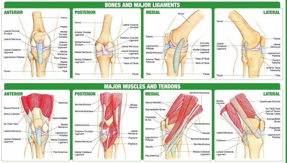Knee Anatomy Explained