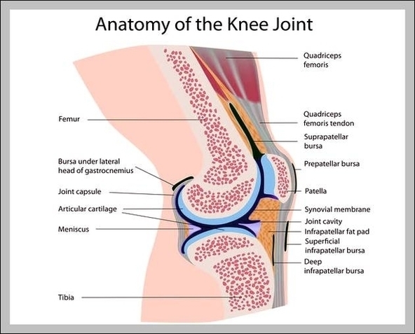 Knee Joint Capsule Image