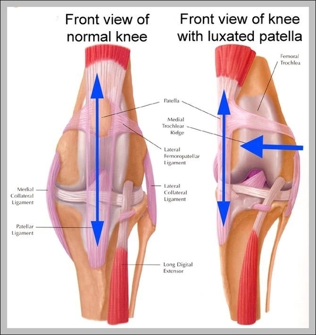 Knee Pictures Image