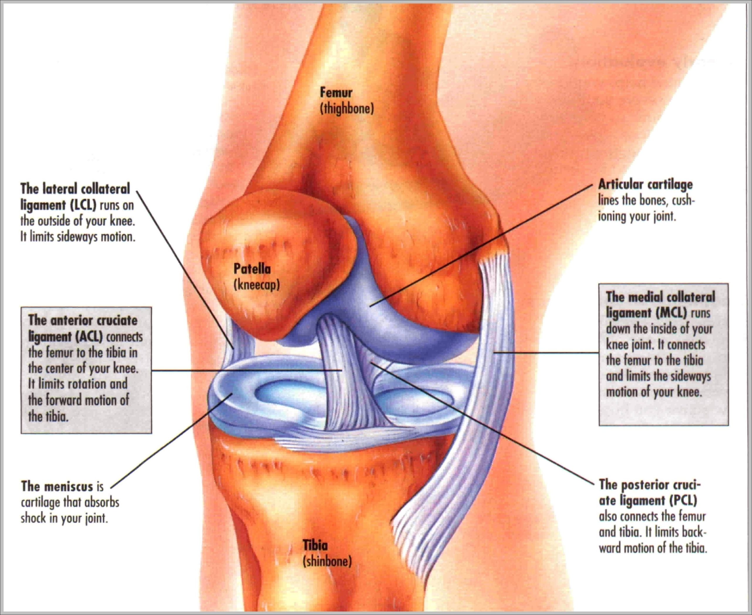 Knee Pictures Of Anatomy Image scaled