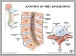 L Spine Image