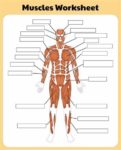 Label Muscles Worksheet