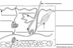 Label Skin Diagram Worksheet