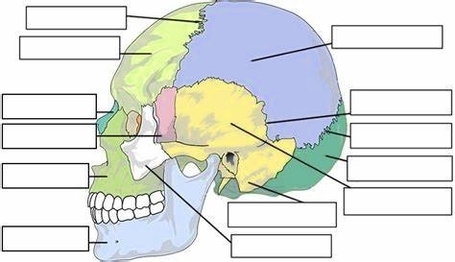 Label Skull Bones Worksheet
