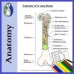 Label The Anatomy Of The Bone