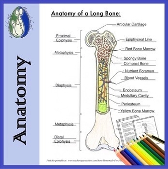 Label The Anatomy Of The Bone